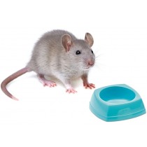 Savic Nibble miska dla myszy i chomika 8x8x3,5 cm