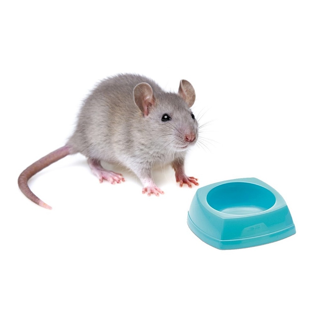Savic Nibble miska dla myszy i chomika 16x16x5,5 cm