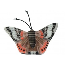 Wild Life Cat Red Admiral Butterfly