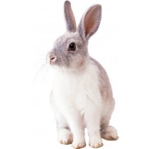 VL Cuni Adult Complete 500g - dla dorosłych królik