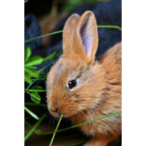 Tivo Jeżówka purpurowa 80 g dla królików i gryzoni