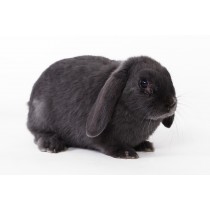 Tivo Malwa czarna 40 g dla królików i gryzoni