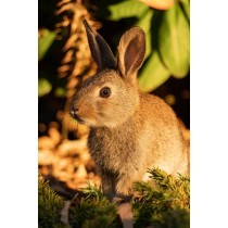 Tivo Ostropest nasiona 100g dla królików i gryzoni