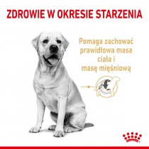 Royal Canin Labrador Ageing +5 3kg sucha karma dla starszych psów