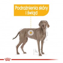 Royal Canin Maxi Dermacomfort 10kg dla dużych psów z problemami skórnymi
