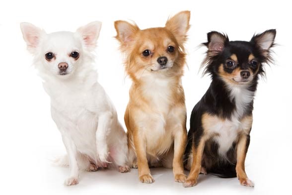 Karmy dla psów małych ras: karmy dla Maltańczyków, Yorkshire terrier, Chihuahua, Bichon Frisé, Shih-tzu.