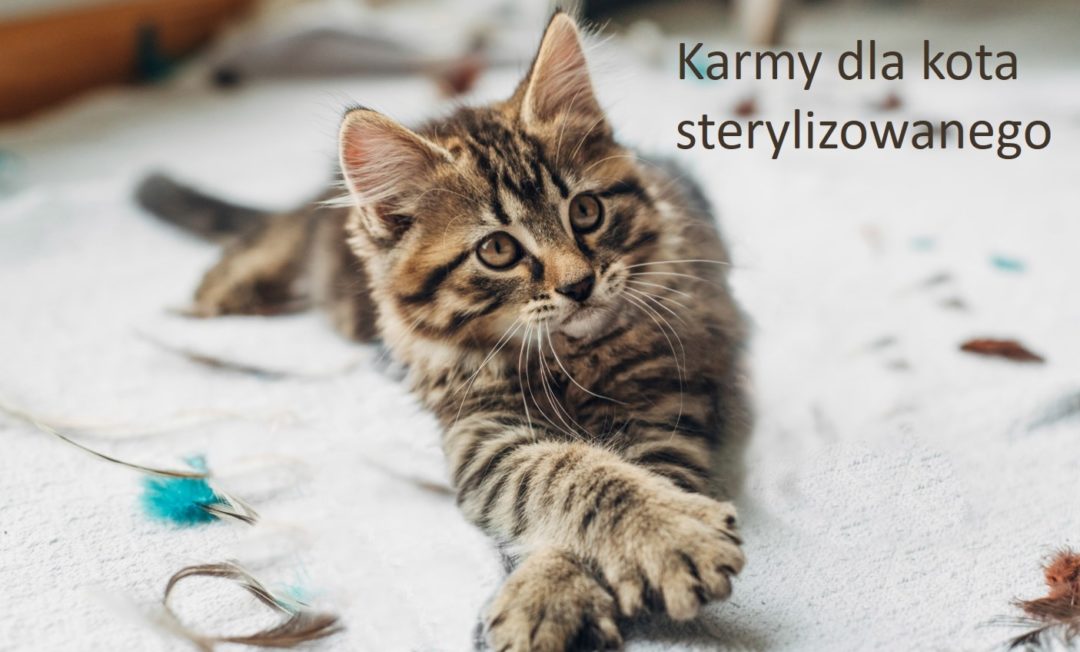 Karma dla kotów sterylizowanych