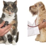 kardiomiopatia psow karmy bez zbóż •zoologiczny