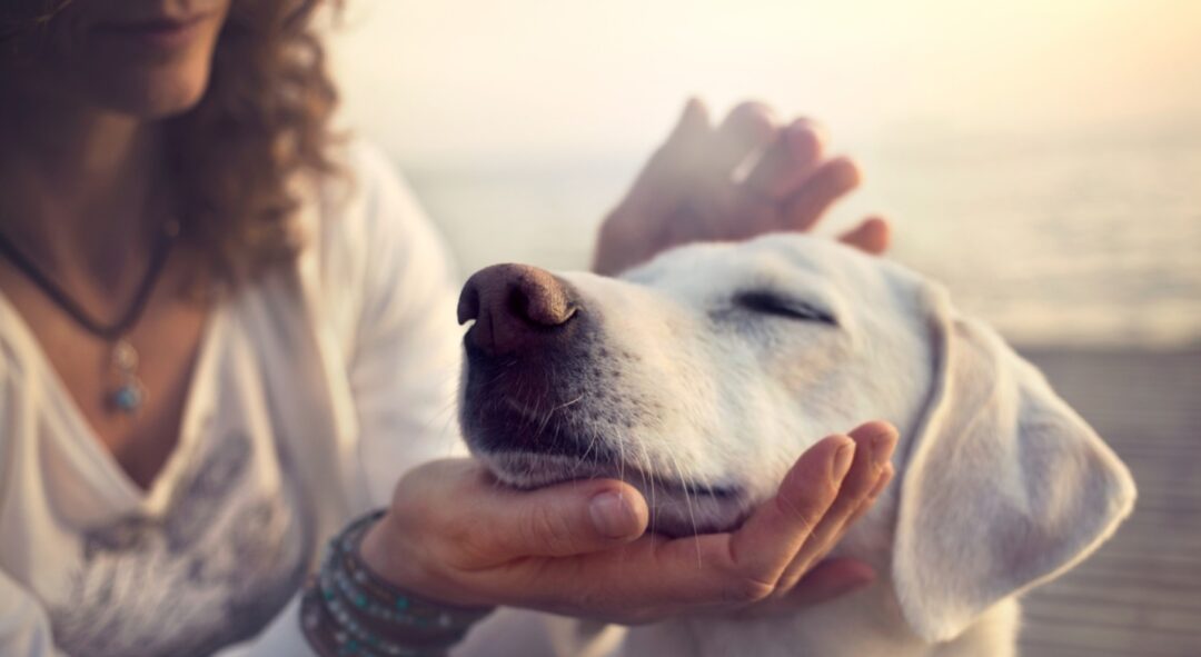 Naturalne przysmaki dla psów są niezbędne jeśli chcemy nagradzać naszego psiego pupila lub urozmaicać nasze wspólne chwile