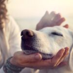Naturalne przysmaki dla psów są niezbędne jeśli chcemy nagradzać naszego psiego pupila lub urozmaicać nasze wspólne chwile