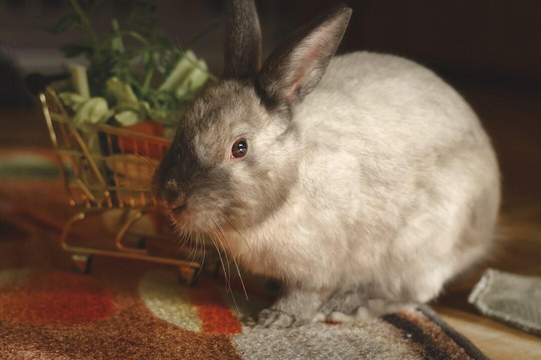Zdrowa dieta u królików