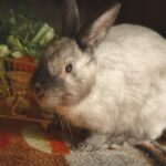 Zdrowa dieta u królików