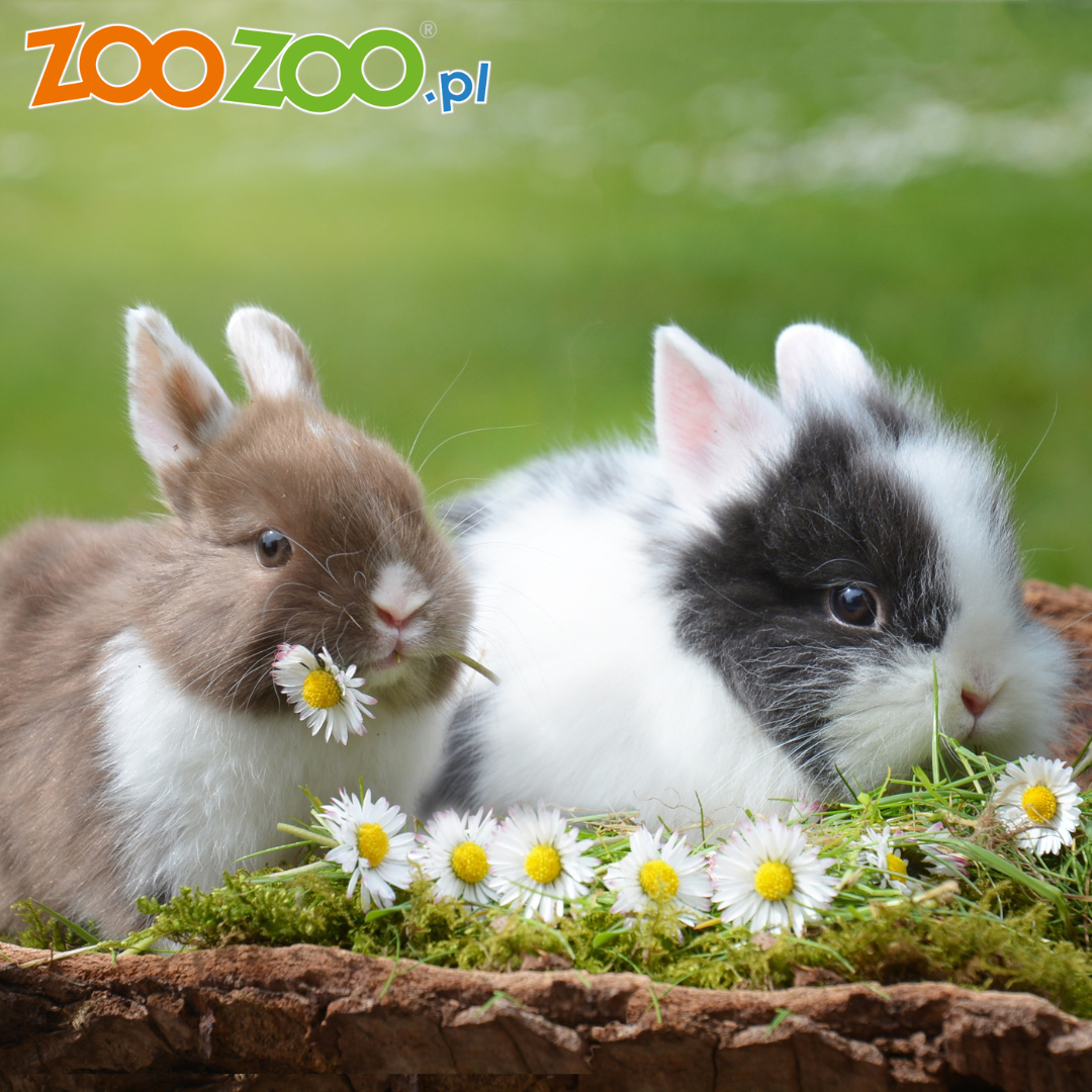 Dla królika – podstawowe informacje o królikach