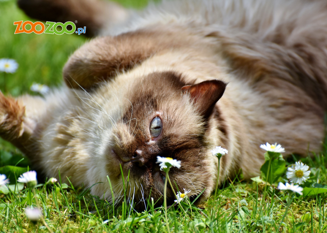 Jak dbać o futro kota długowłosego? Jakie są najpopularniejsze rasy kotów długowłosych?