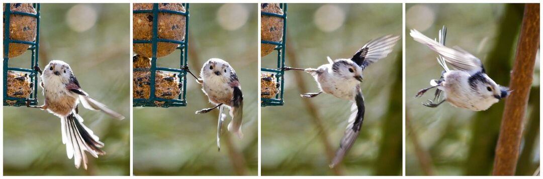 Ptaki zimujące w twoim ogrodzie: Jak skutecznie karmić i przyciągnąć różnorodne gatunki?